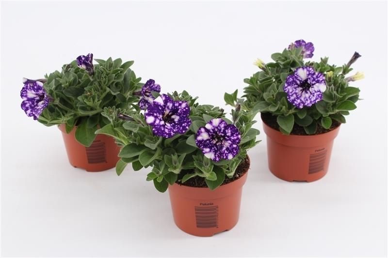 Petunia Night Sky 15cm 510cm Pot