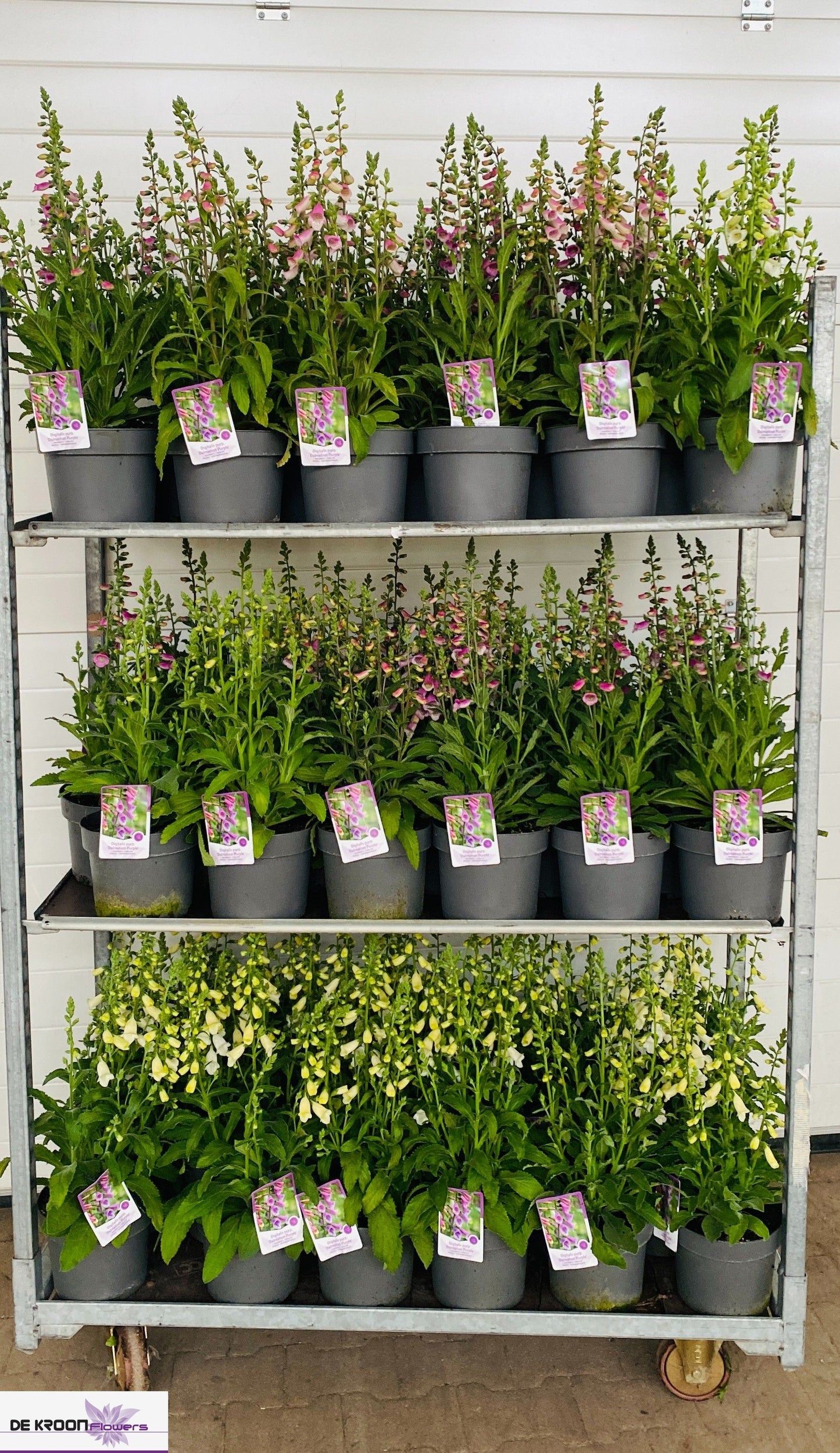 Digitalis purpurea 75cm 22cm Pot