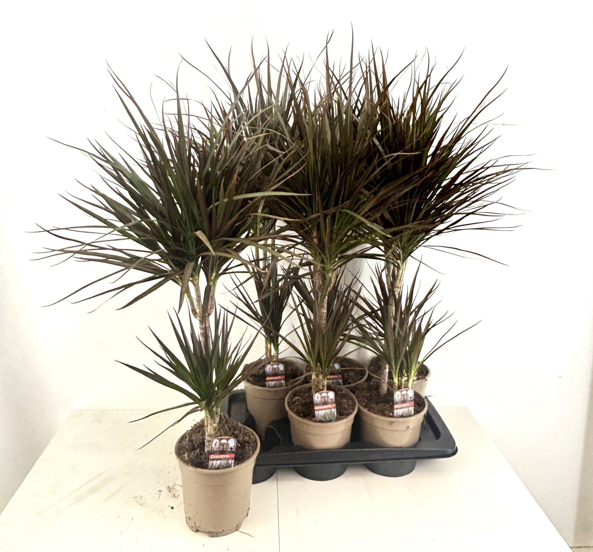 Dracaena Magenta 80cm 17cm Pot