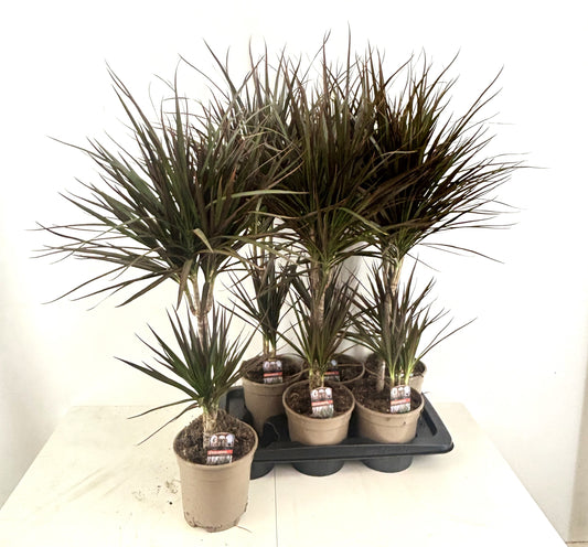 Dracaena Magenta 80cm 17cm Pot