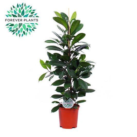 Ficus cyathistipula 120cm 24cm Pot