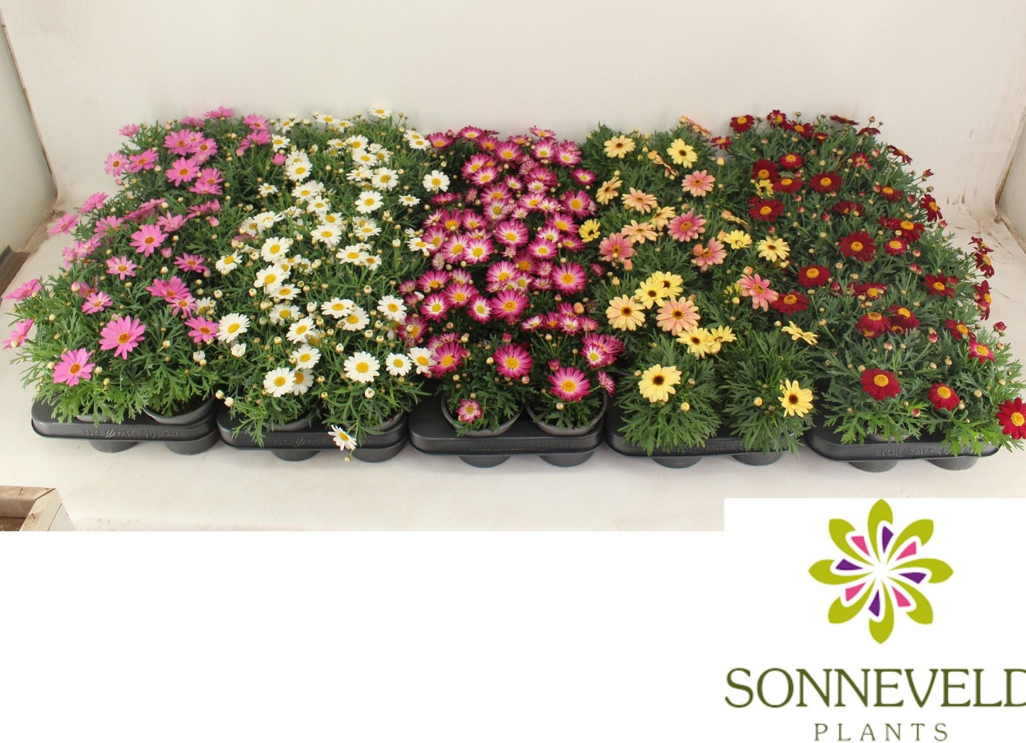 Argyranthemum Simba mix 22cm 510cm Pot