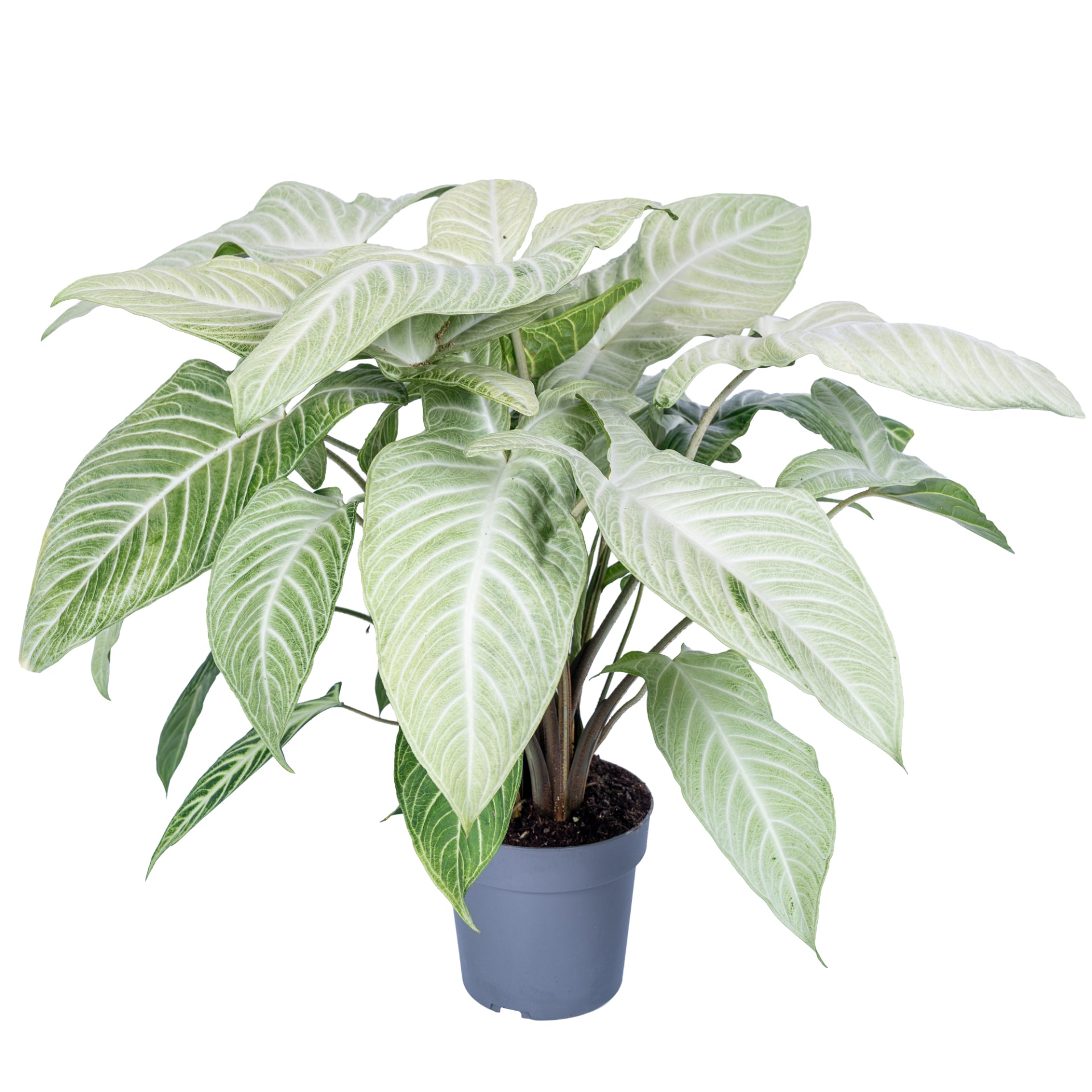 Xanthosoma Lindenii Mint 60cm 19cm Pot
