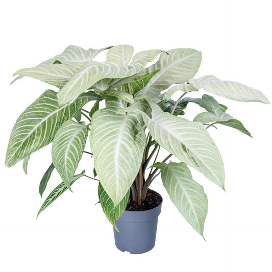 Xanthosoma Lindenii Mint 60cm 19cm Pot