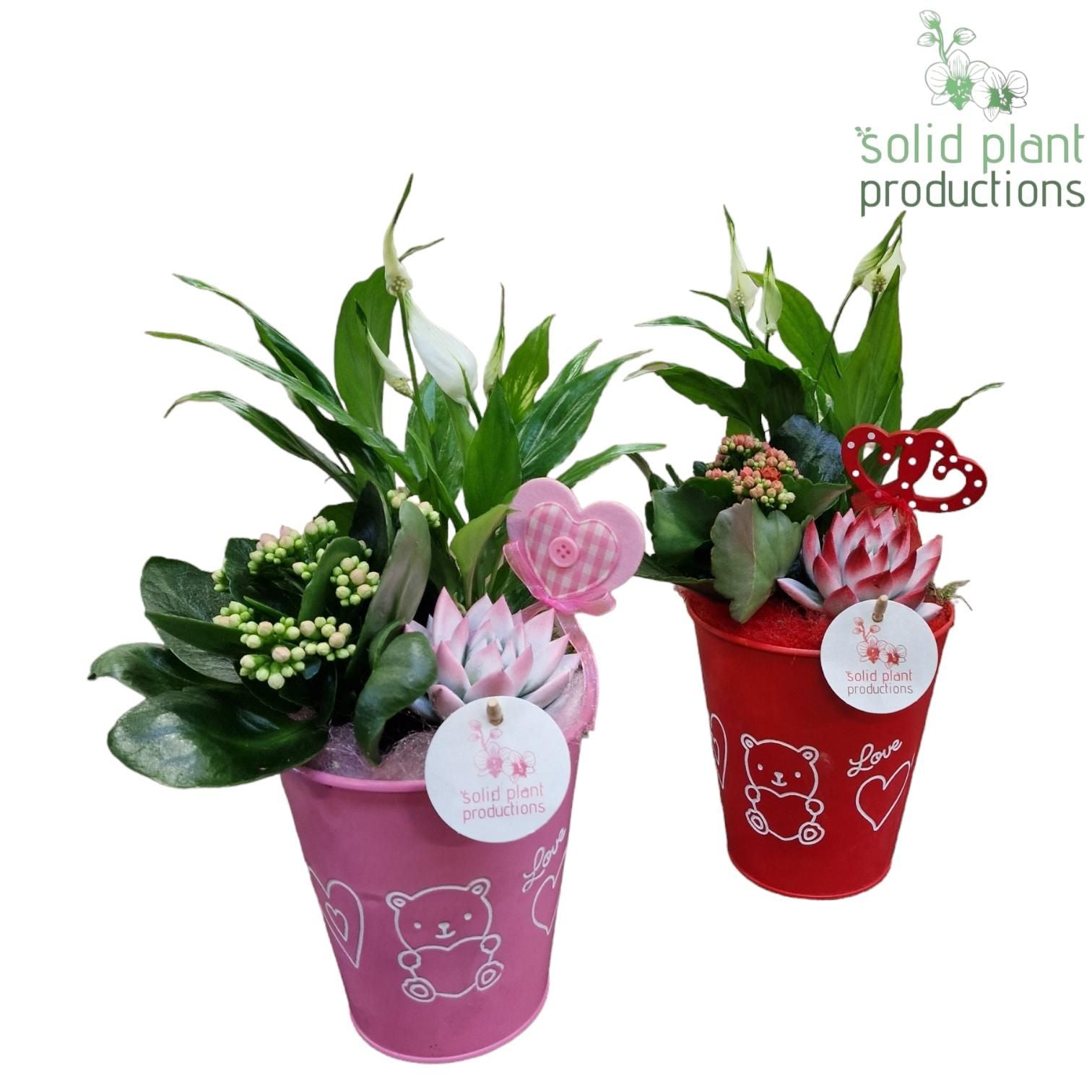 arr.  Plants 40cm 13cm Pot
