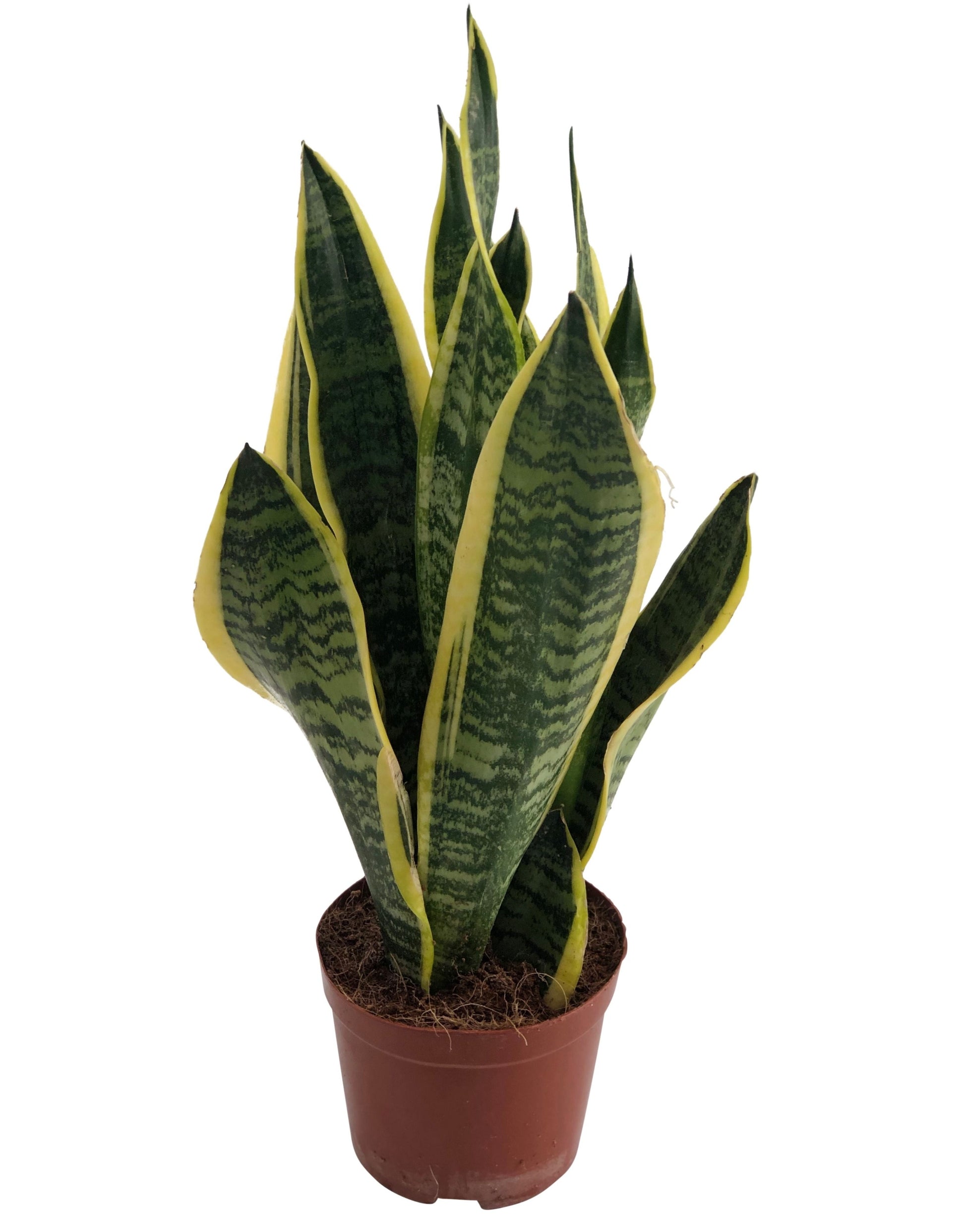Sansevieria Futura Superba 45cm 14cm Pot
