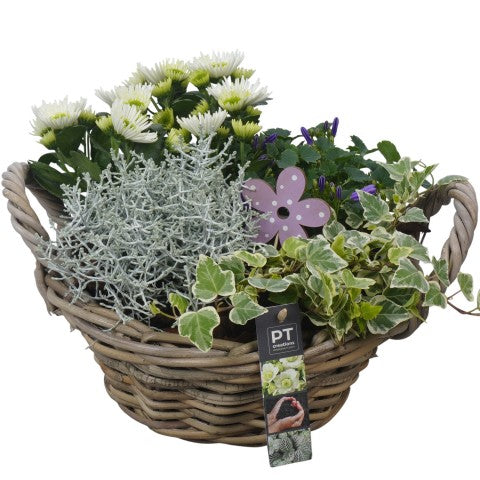 PTSO6020 Arrangementen Tuinplanten 24cm 28cm Pot