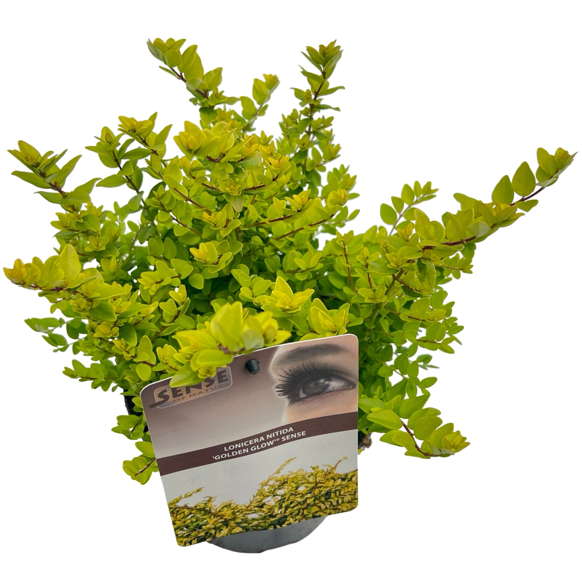 Lonicera Golden Glow 35cm 17cm Pot