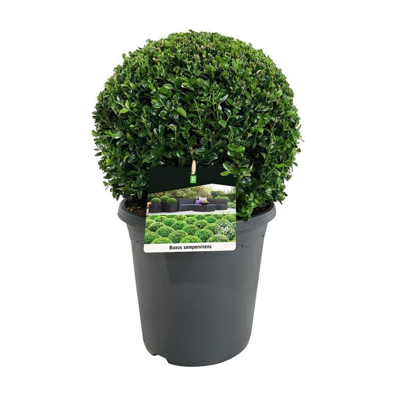 Buxus sempervirens ball 50cm 26cm Pot