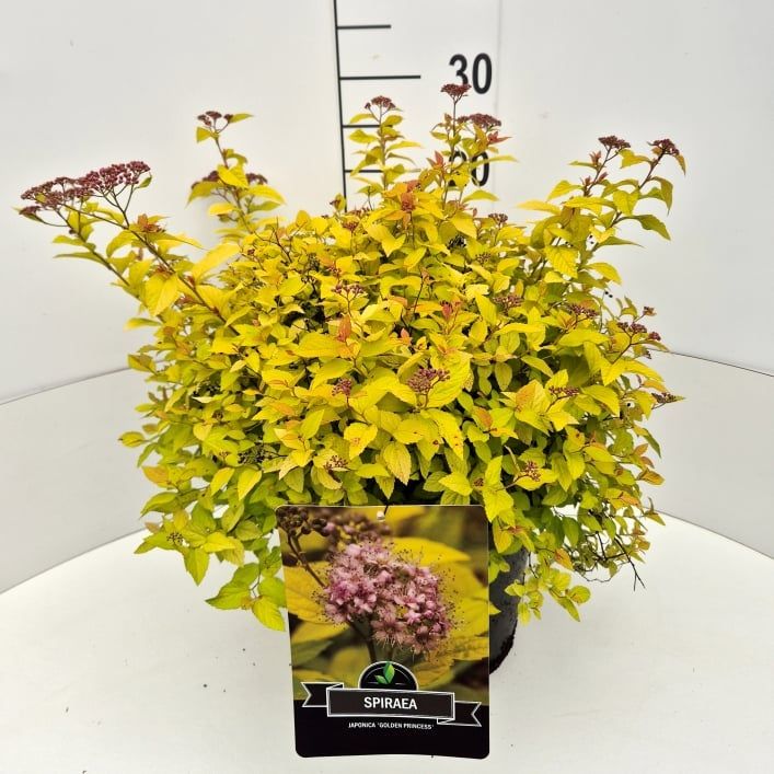 Spiraea jap. Golden Princess 50cm 28cm Pot