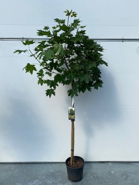 Acer plat. Globosum 110cm 28cm Pot