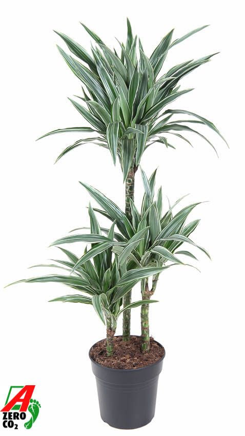 Dracaena fragrans Warneckei 60-30-15 110cm 21cm Pot