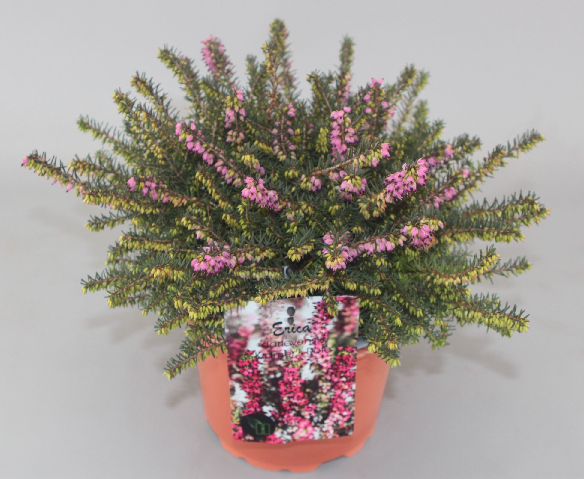 Erica Kramer's Red 20cm 17cm Pot