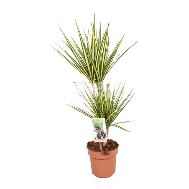 Dracaena Sunray 30-15 75cm 17cm Pot