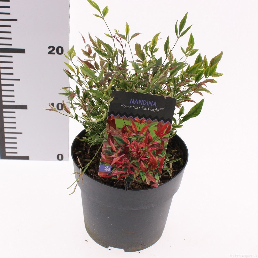 Nandina domestica 25cm 17cm Pot