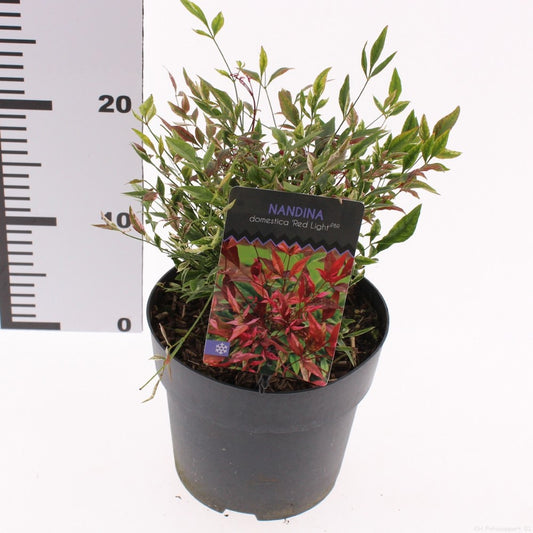 Nandina domestica 25cm 17cm Pot