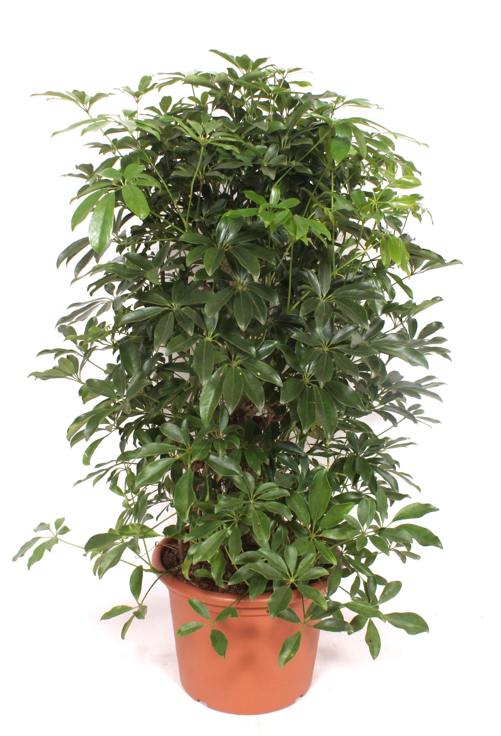 Schefflera Compacta branched 140cm 40cm Pot