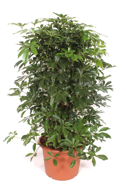 Schefflera Compacta branched 140cm 40cm Pot