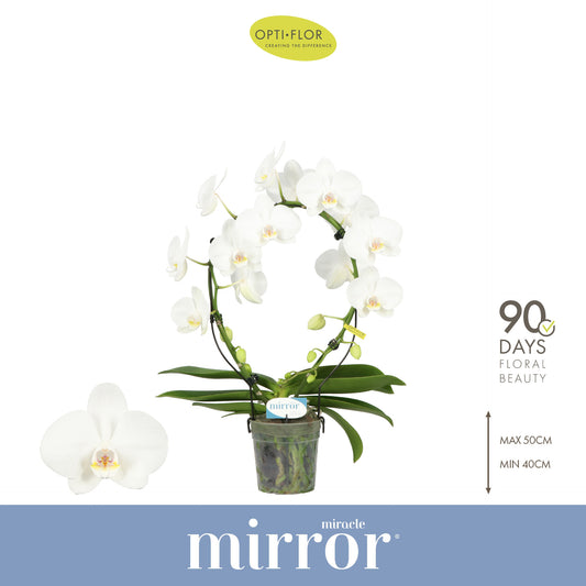 Phalaenopsis white hoop 50cm 12cm Pot