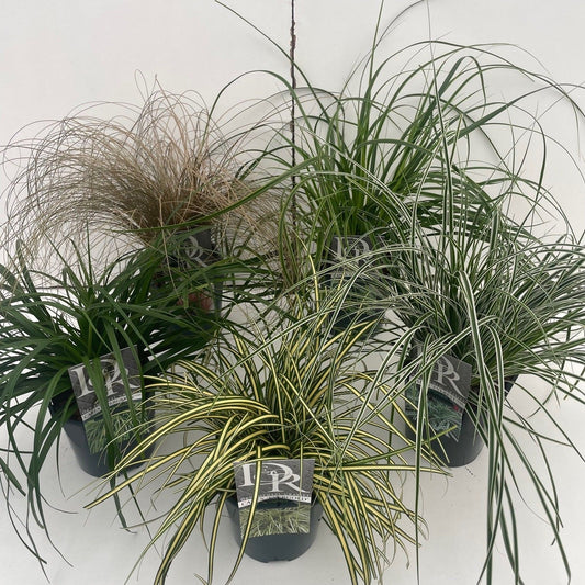 Carex mix 25cm 17cm Pot