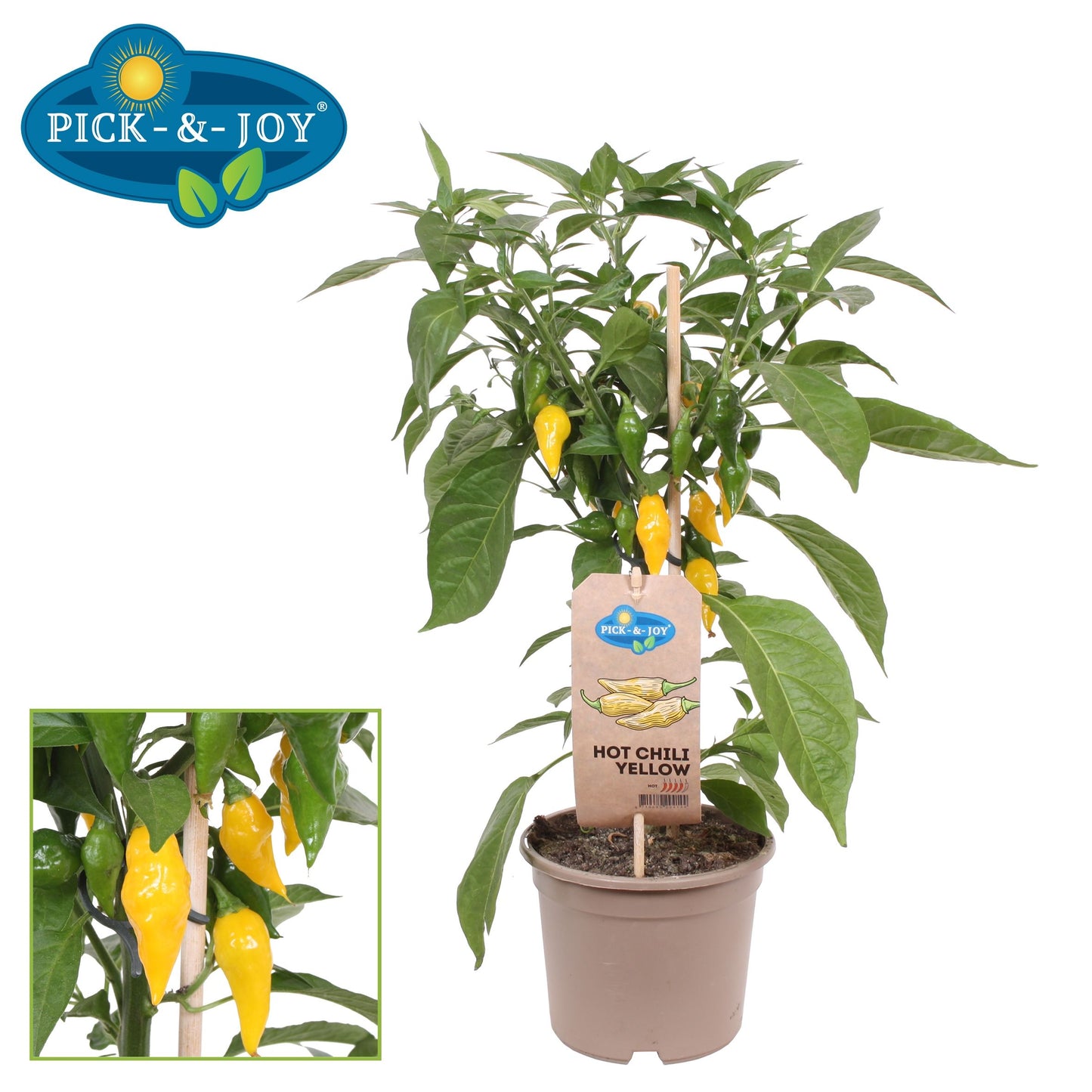PICK&JOY Hot Chili yellow 50cm 14cm Pot