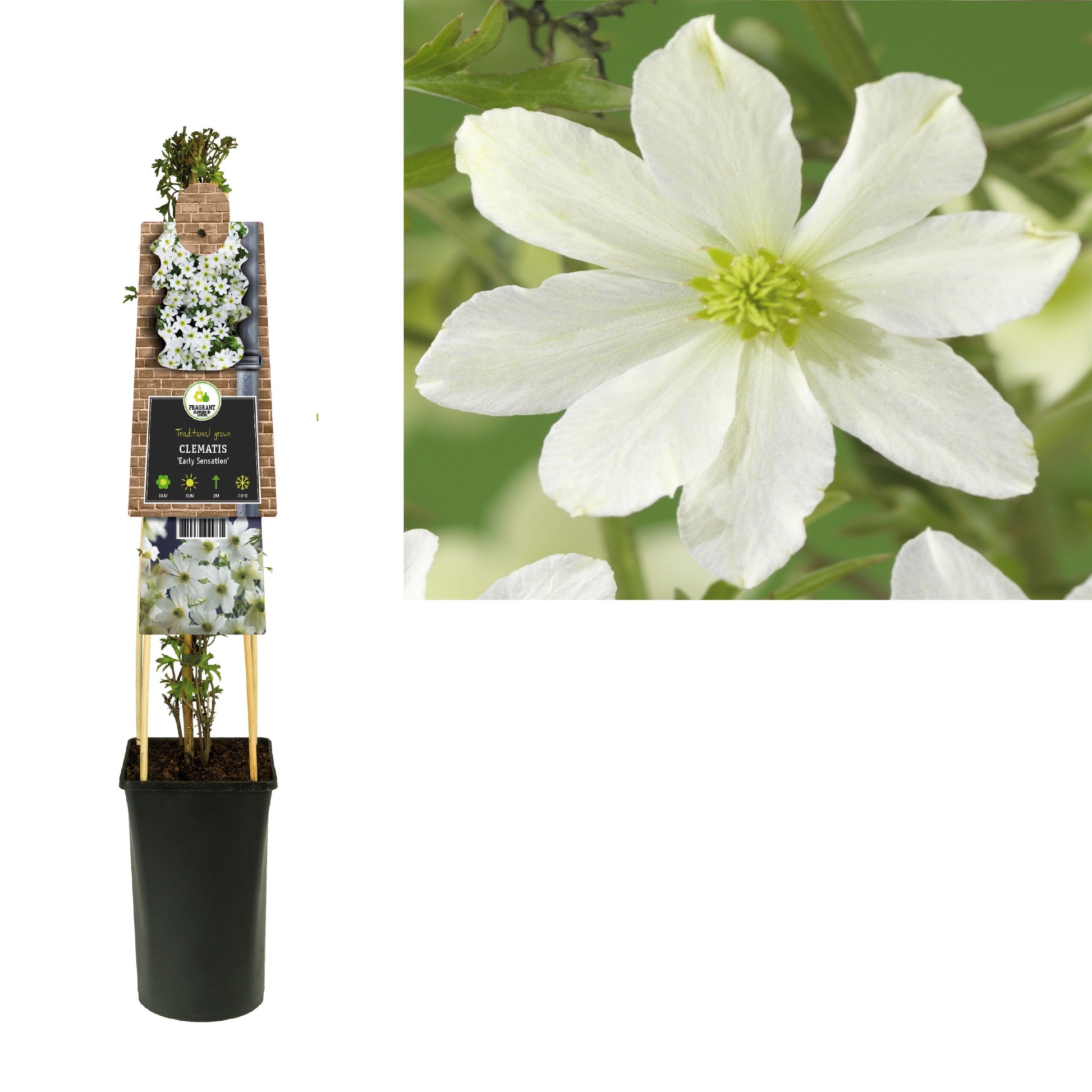 Clematis Early Sensation 75cm 17cm Pot