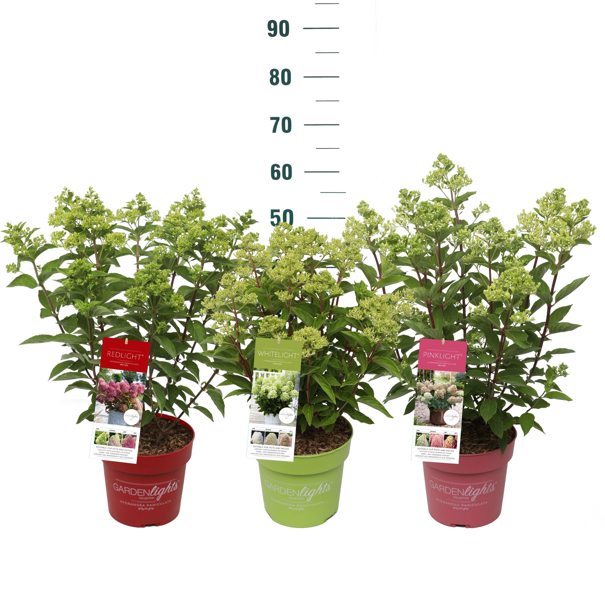 Hydrangea paniculata 50cm 19cm Pot