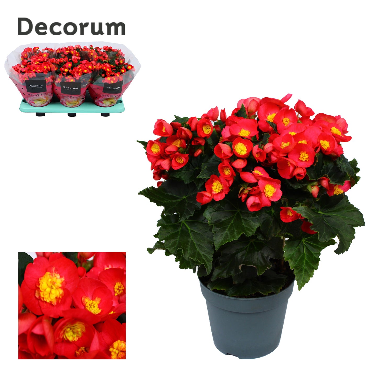 Begonia elatior Valentino Pink 32cm 14cm Pot