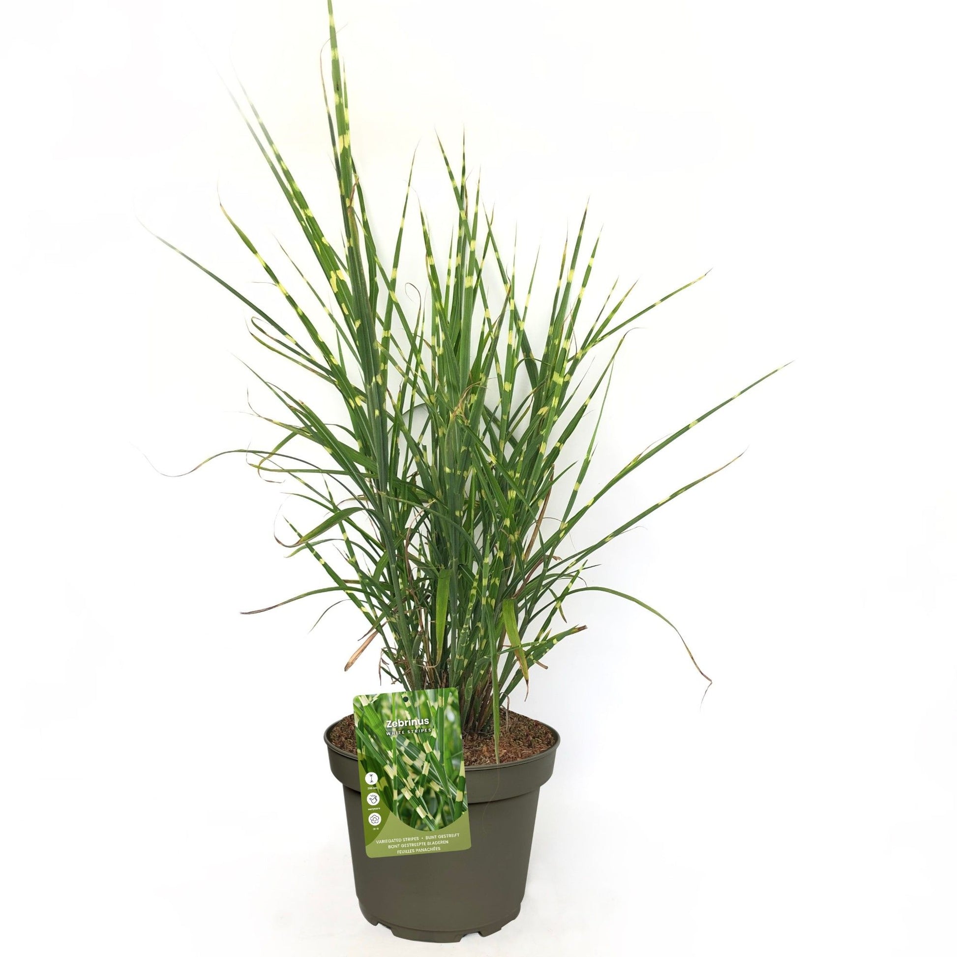 Miscanthus sin. Zebrinus 50cm 23cm Pot