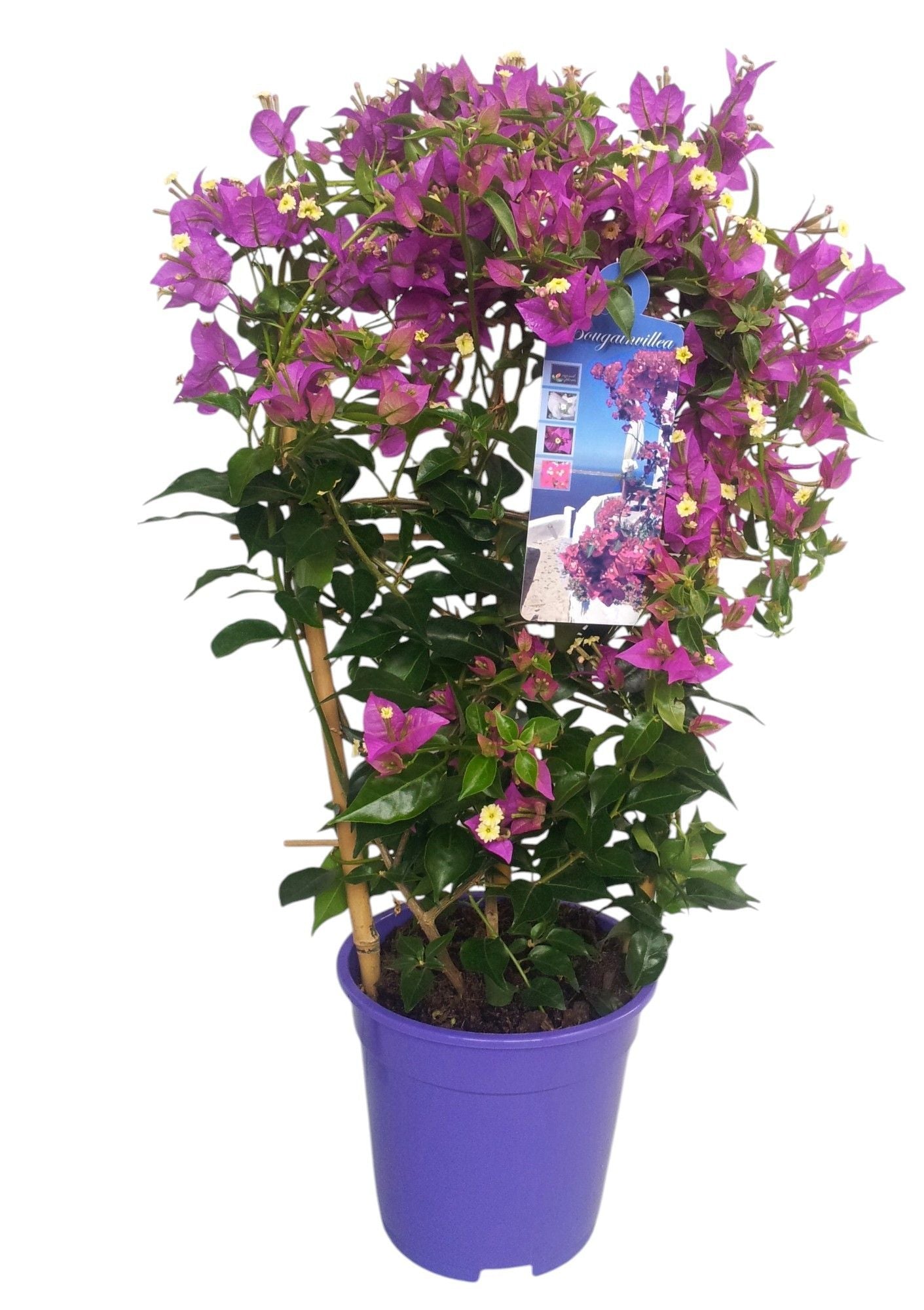 Bougainvillea Alexandra hoop 65cm 17cm Pot
