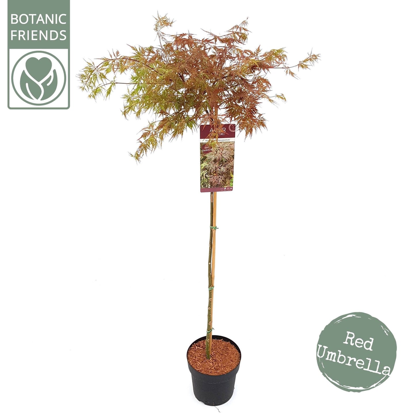 Acer palmatum 120cm 24cm Pot