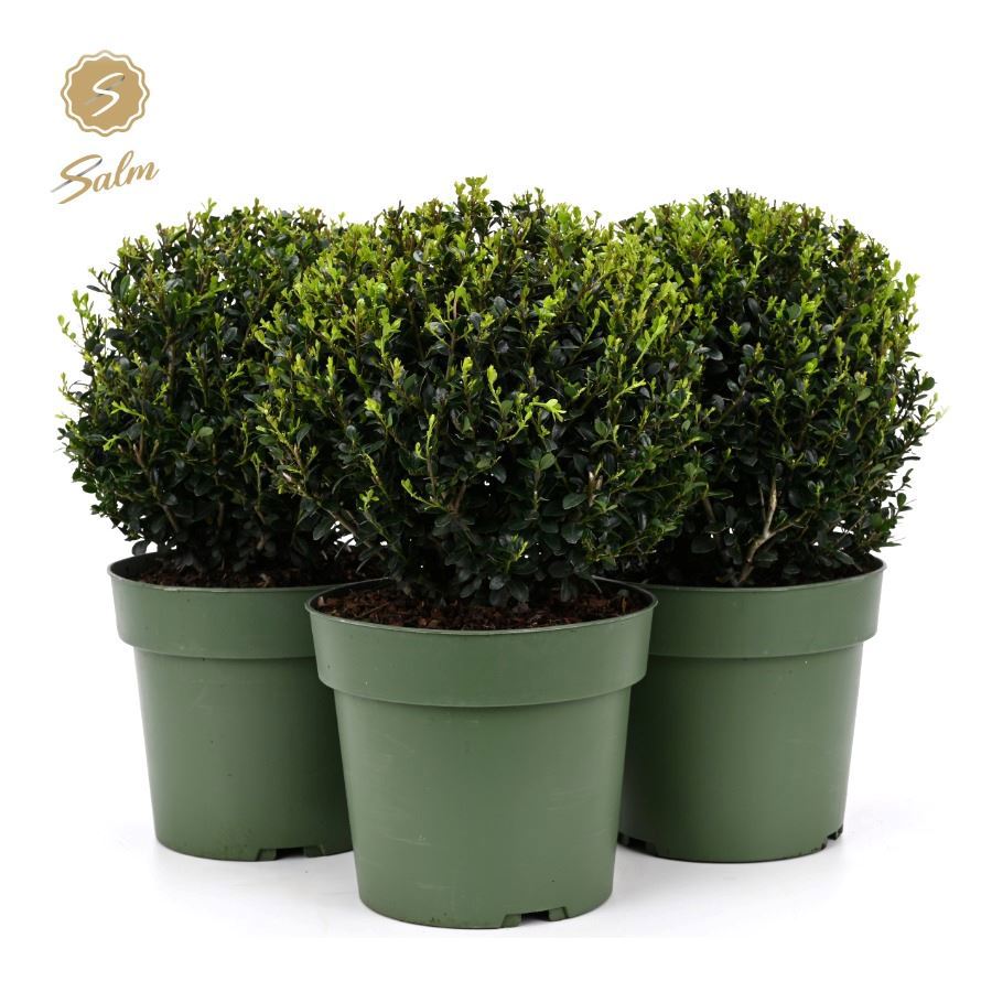 Ilex crenata Jenny ball 40cm 21cm Pot