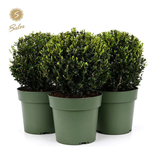Ilex crenata Jenny ball 40cm 21cm Pot