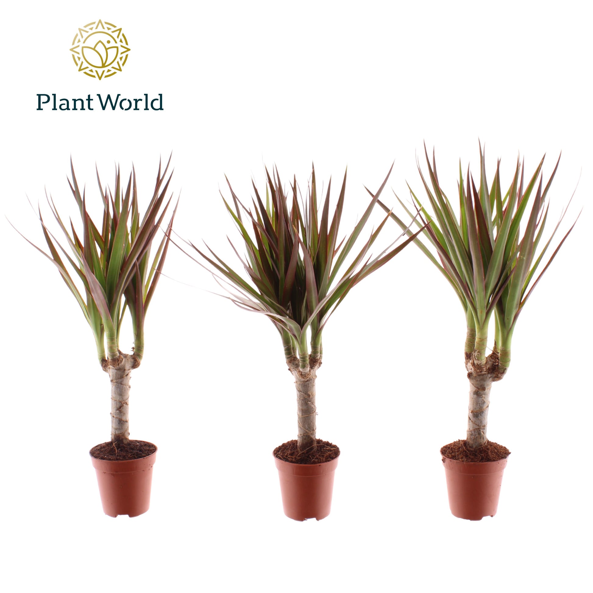 Dracaena Magenta Tiny Tummy 30cm 505cm Pot
