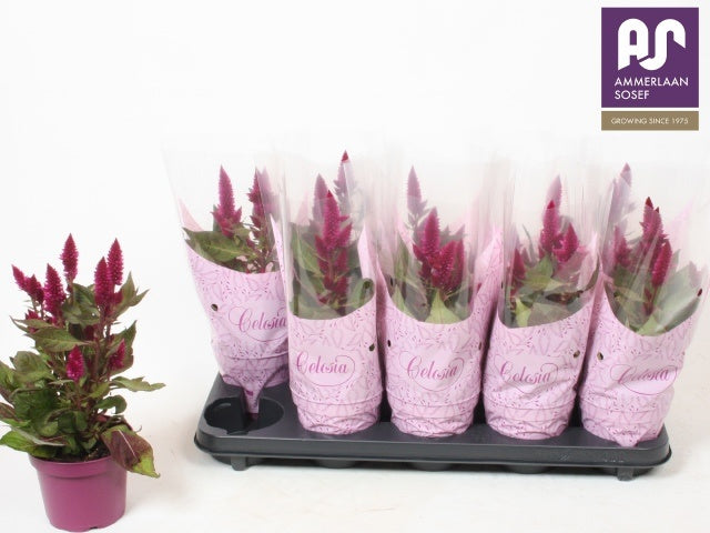 Celosia Deep Purple 28cm 12cm Pot