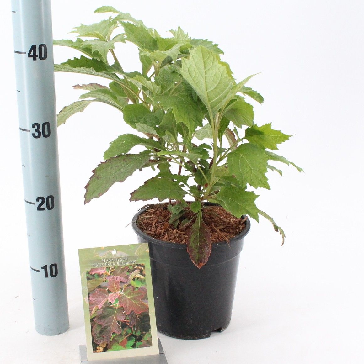 Hydrangea quercifolia 40cm 19cm Pot