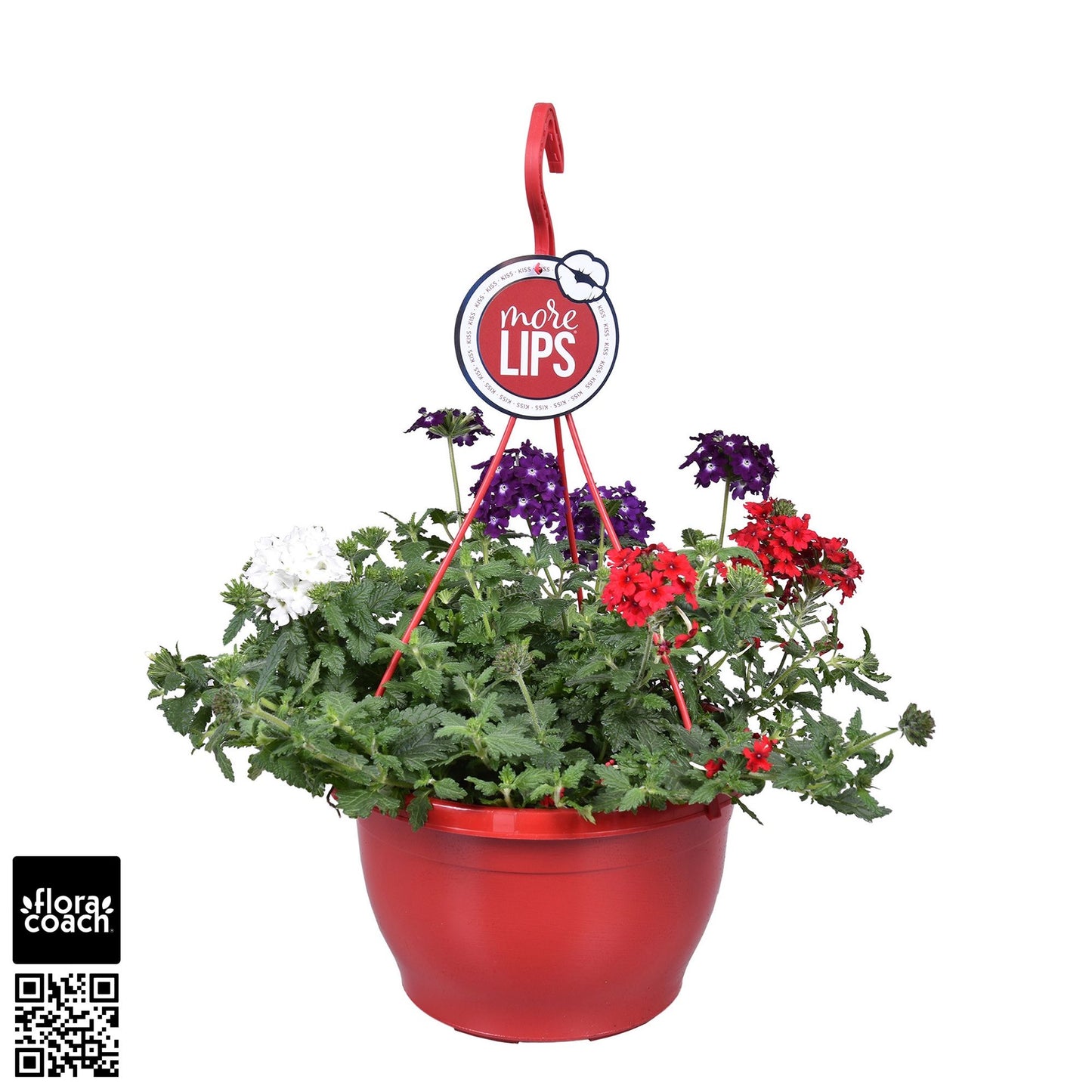 Verbena Trixie Belle Epoque 50cm 25cm Pot
