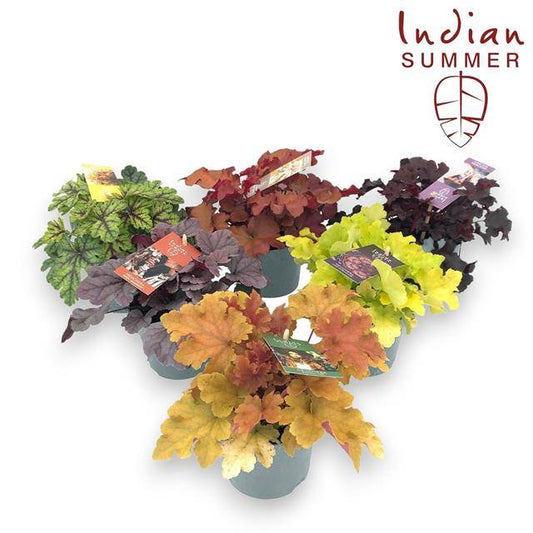 Heuchera Indian Summer mix 25cm 12cm Pot