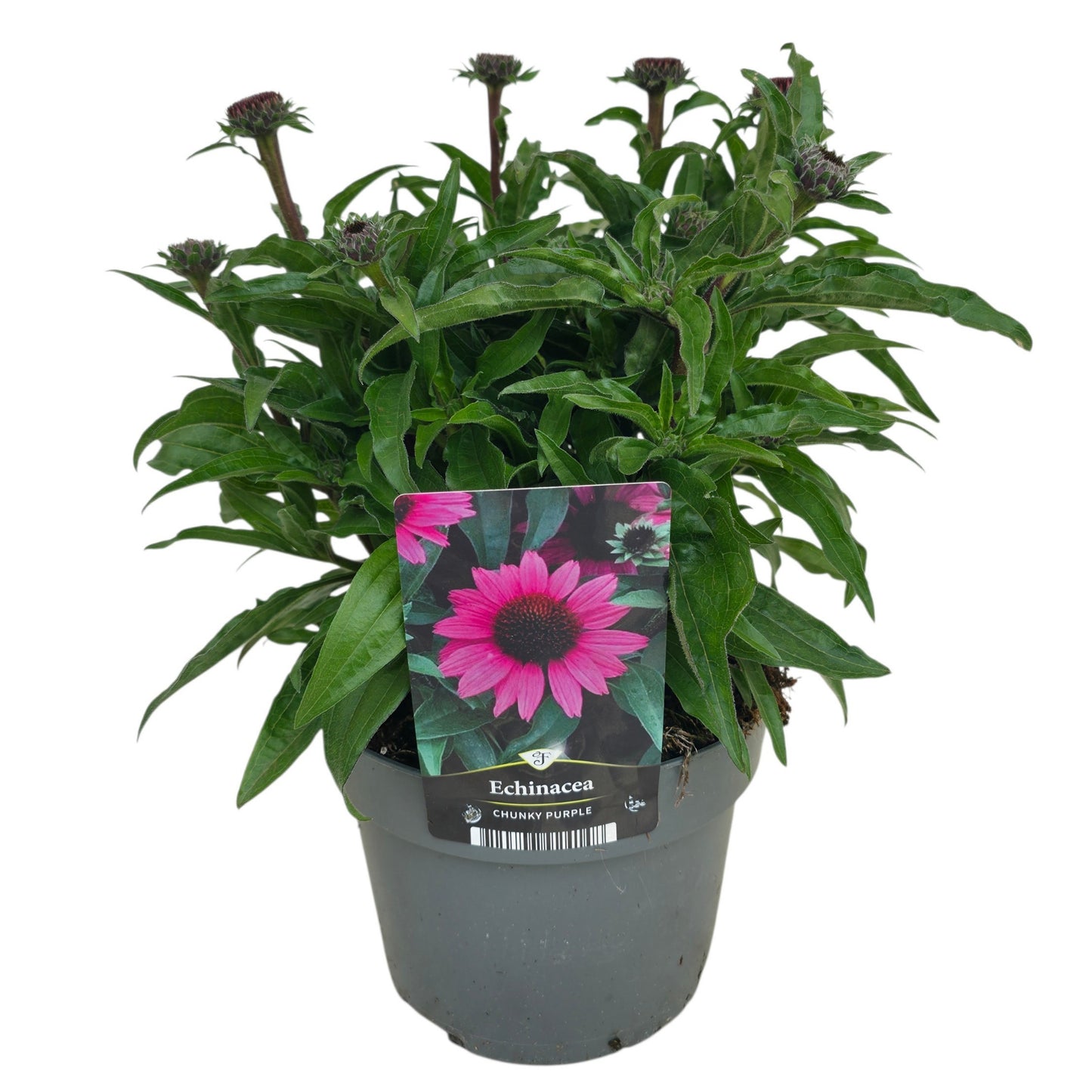 Echinacea Chunky Purple 40cm 17cm Pot