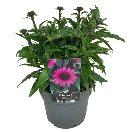 Echinacea Chunky Purple 40cm 17cm Pot