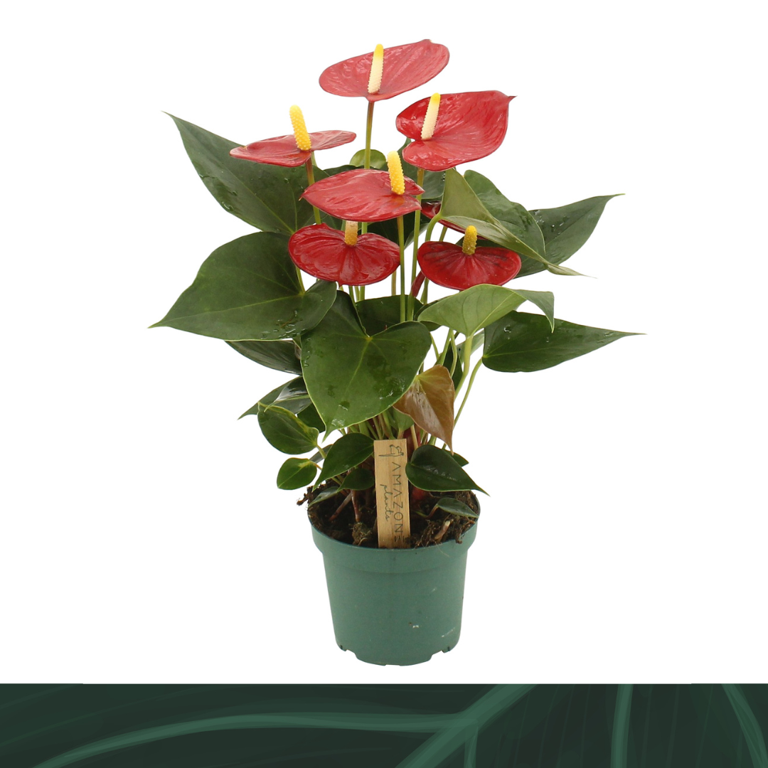 Anthurium Aroha 35cm 12cm Pot