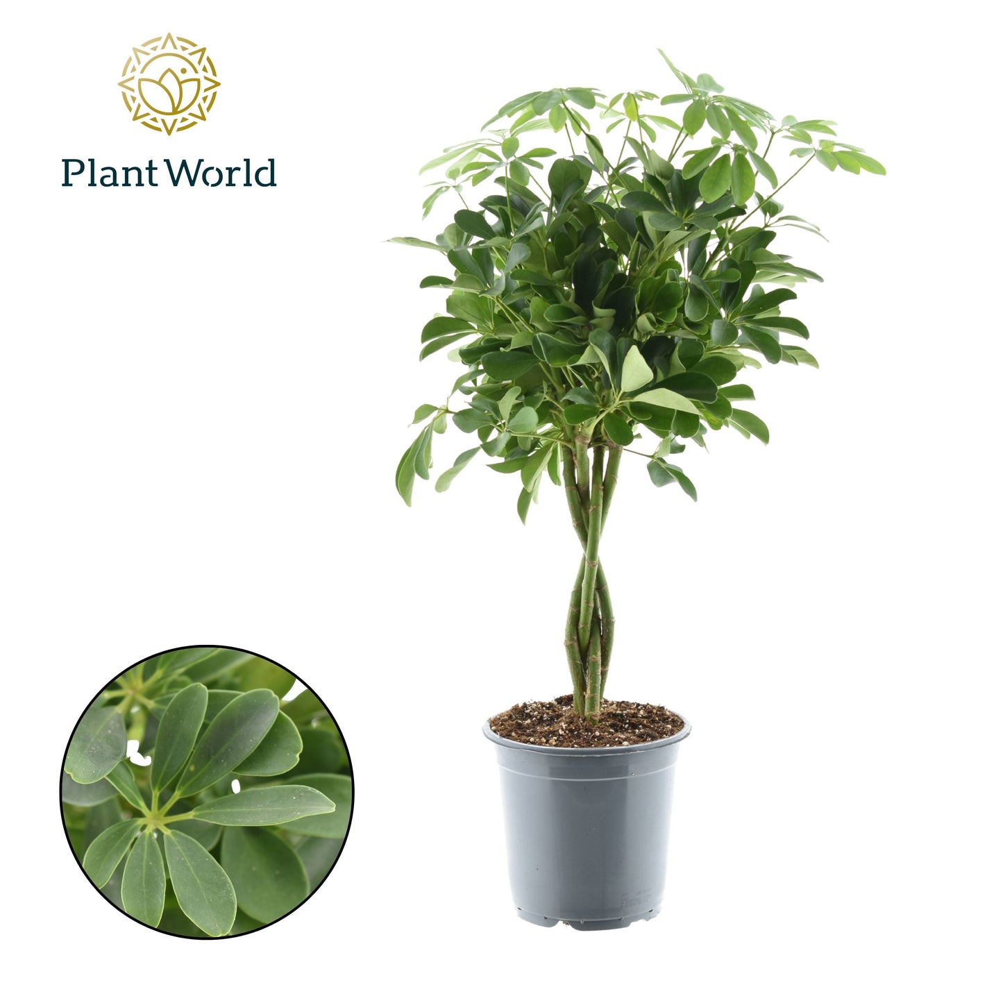 Schefflera Nora braided 70cm 21cm Pot