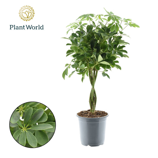 Schefflera Nora braided 70cm 21cm Pot