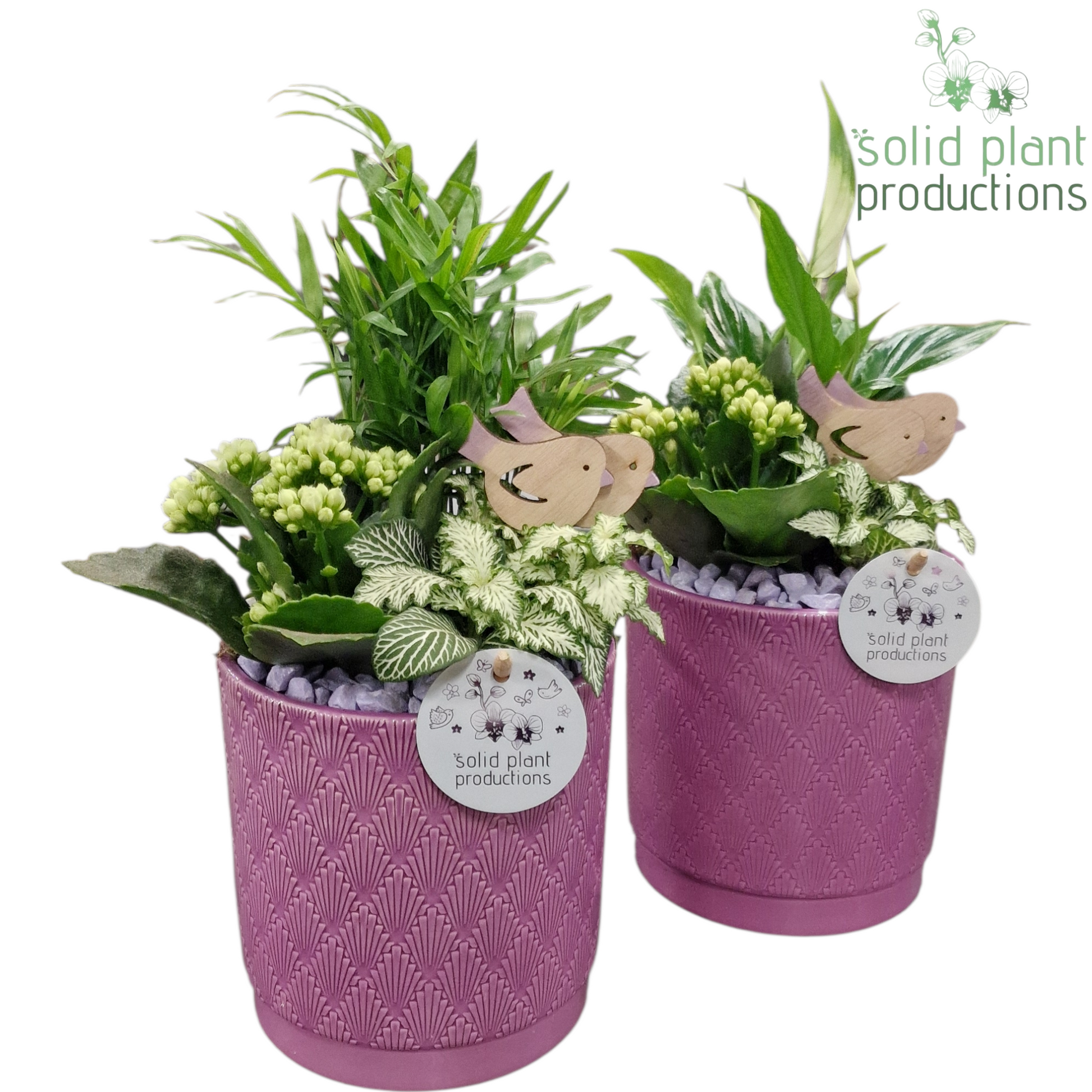 arr. SC001 Lila 35cm 13cm Pot