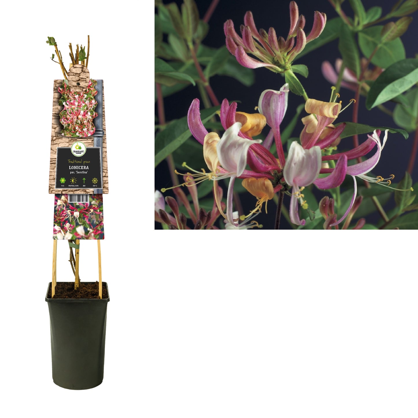 Lonicera per. Serotina 75cm 17cm Pot