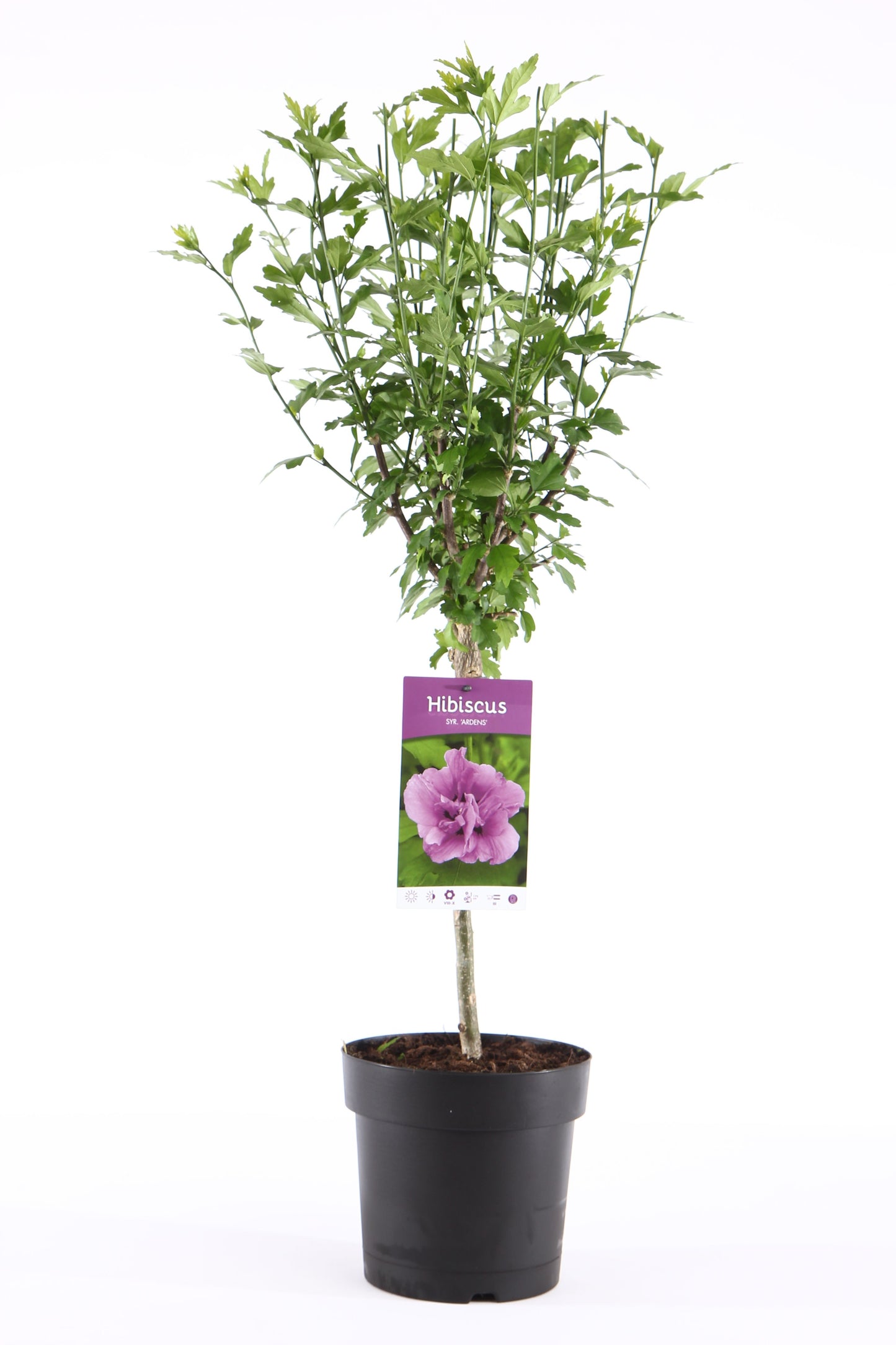 Hibiscus syr. Ardens 95cm 19cm Pot