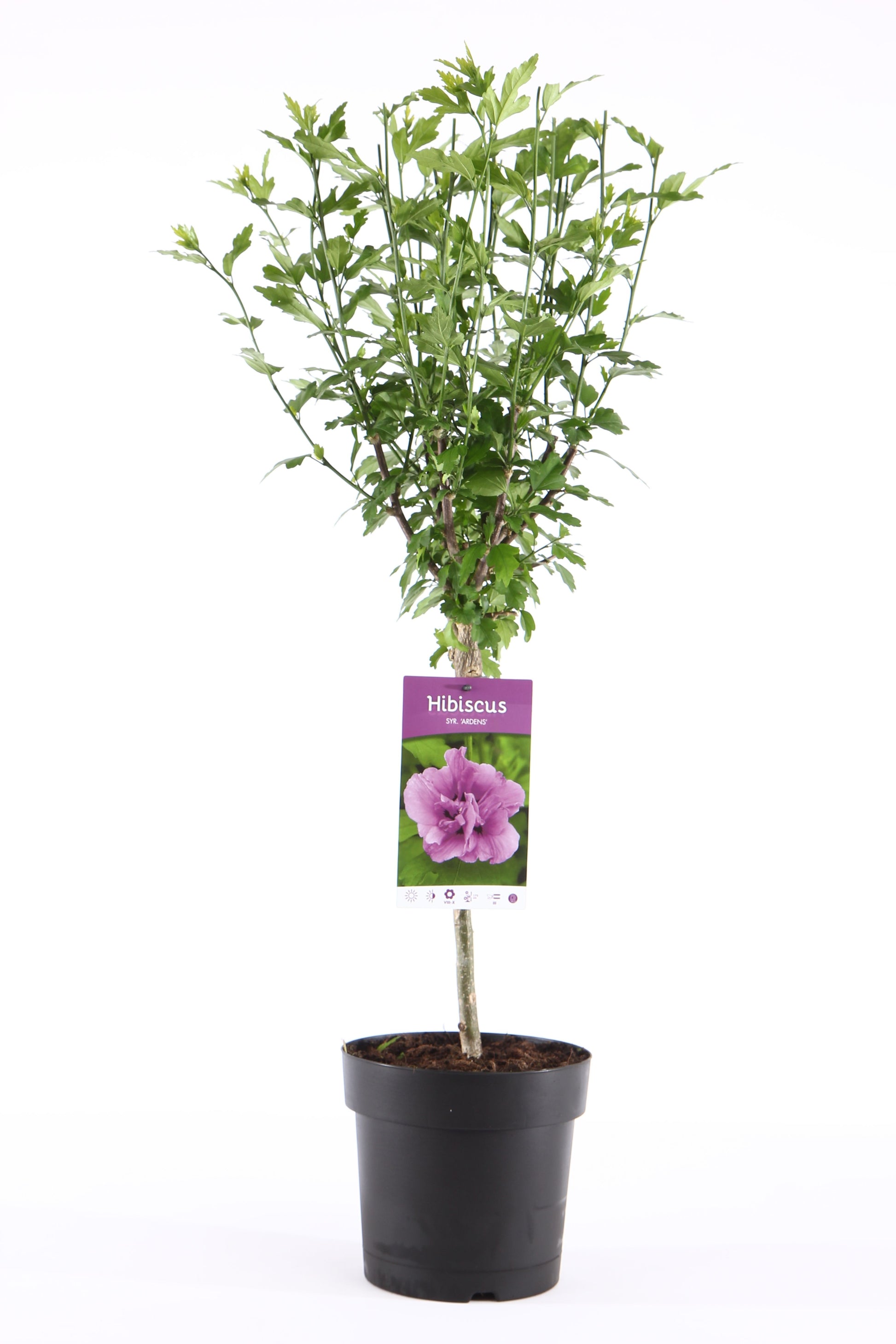 Hibiscus syr. Ardens 95cm 19cm Pot