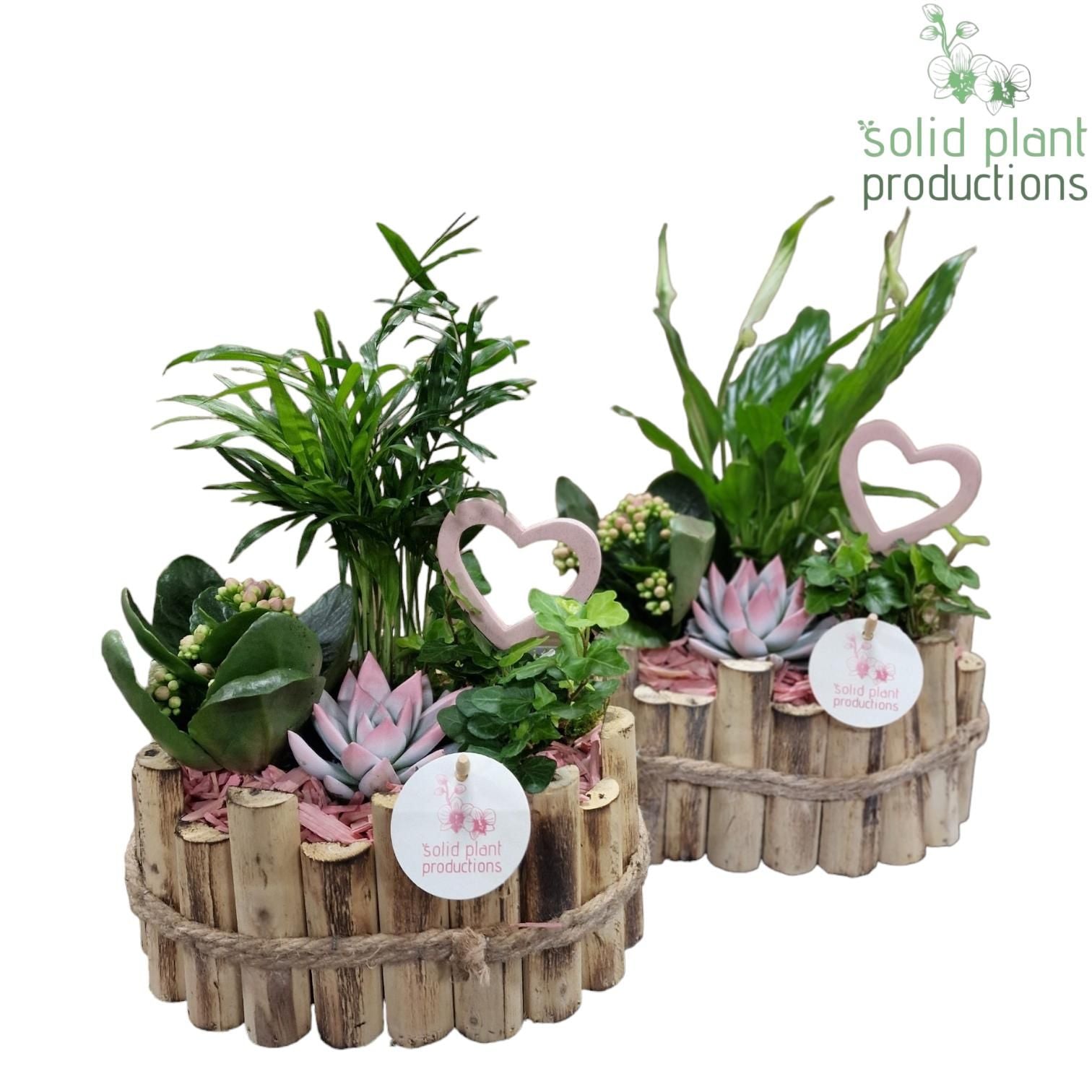 arr. Kamerplanten HVSC003PINK 35cm 23cm Pot