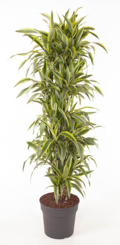 Dracaena fragrans Lemon Lime branched 170cm 34cm Pot