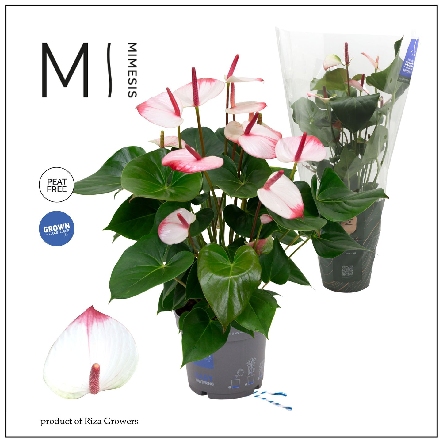 Anthurium Karma Hot Lips 60cm 17cm Pot